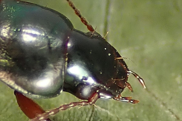 Carabidae da identificare: Harpalus affinis